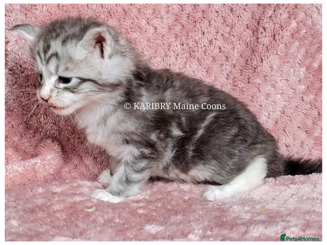 Maine Coon cats for sale: QUALITY TICA Registered Shaded,Shell ACTIVE - Advert 9