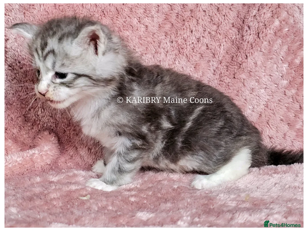 Maine Coon cats for sale: ACTIVE TICA Registered Shaded & Shaded lines - Advert 7