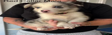 Red Collar Male