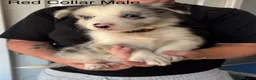 Border Collie dogs for sale: Outstanding Litter Of 12 Border Collie Puppies 🐶 - Advert 14