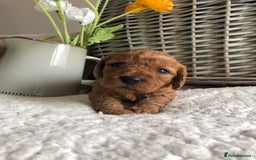 Cavapoochon dogs for sale: Cavapoochon puppies *1 boy remaining* - Image 7