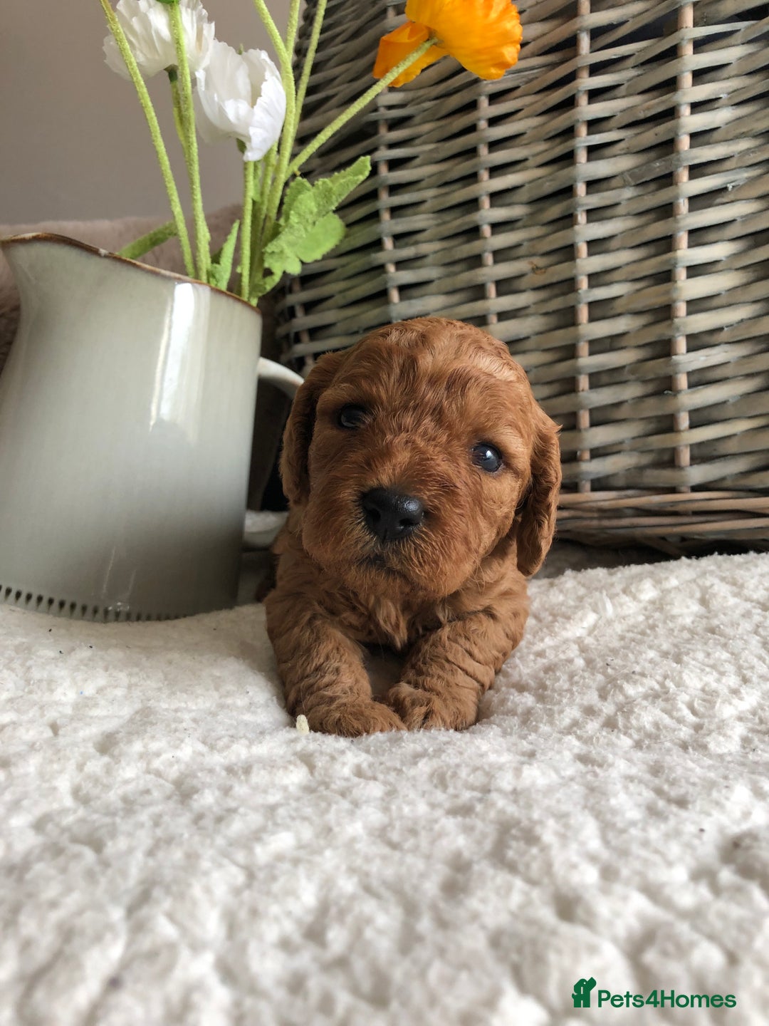 Cavapoochon dogs for sale: Cavapoochon puppies *1 boy remaining* - Image 7