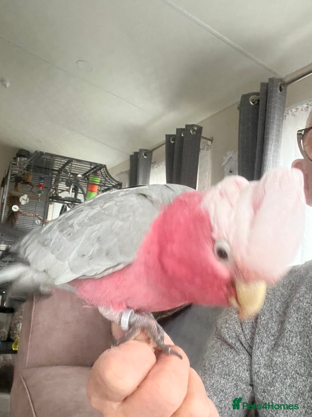 Cockatoo birds for sale: Percy  - Advert 4