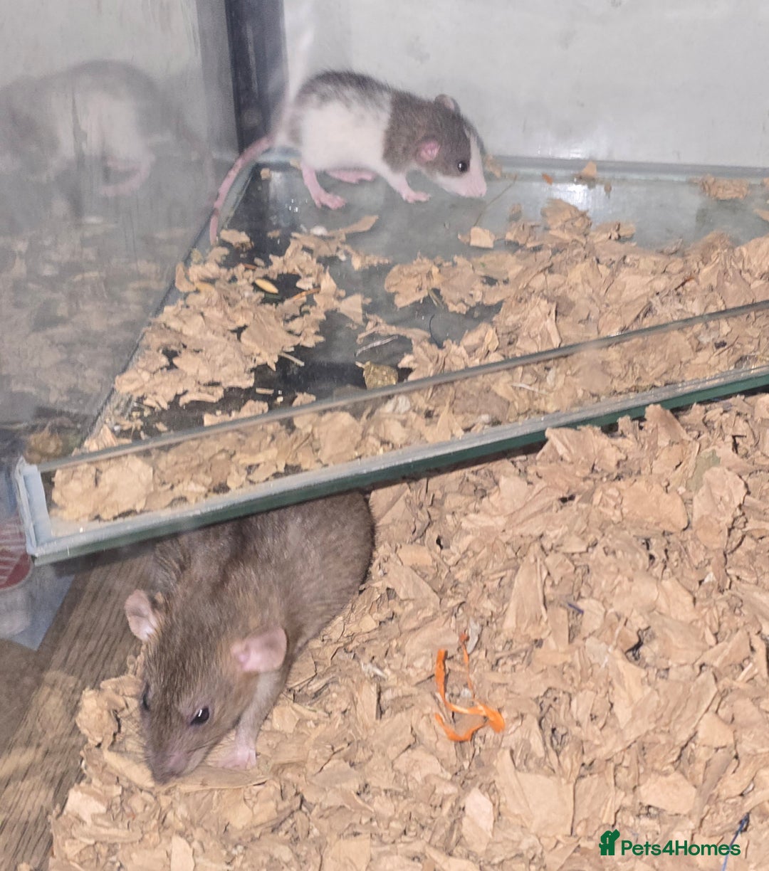 Rat rodents for sale: Dwarf Dumbo Rats - Advert 6