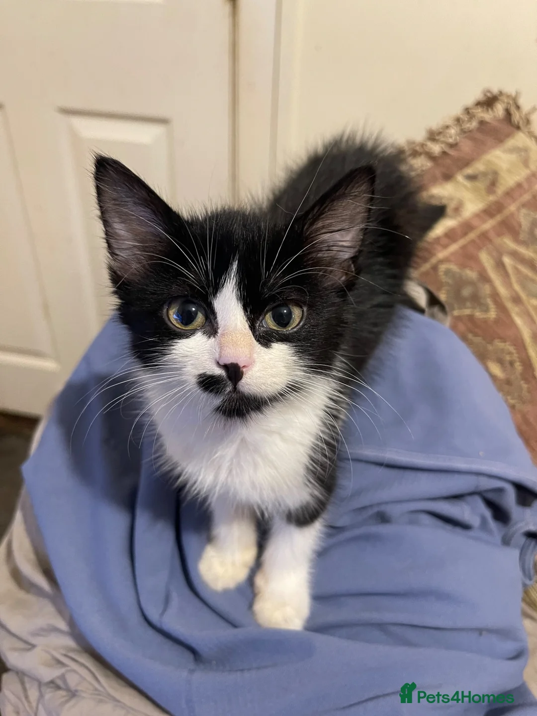 Mixed Breed cats for sale: Kittens ready  - Advert 2
