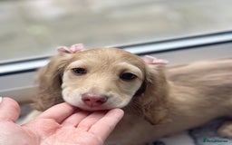 Miniature Dachshund dogs for sale: 💖LAST GIRL💖Longhaired Cream Miniature Dachshund in Bolton - Image 3