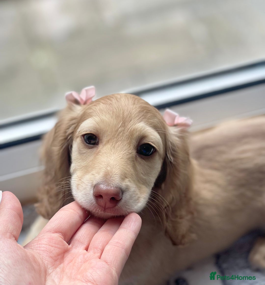 Miniature Dachshund dogs for sale: 💖LAST GIRL💖Longhaired Cream Miniature Dachshund in Bolton - Image 3