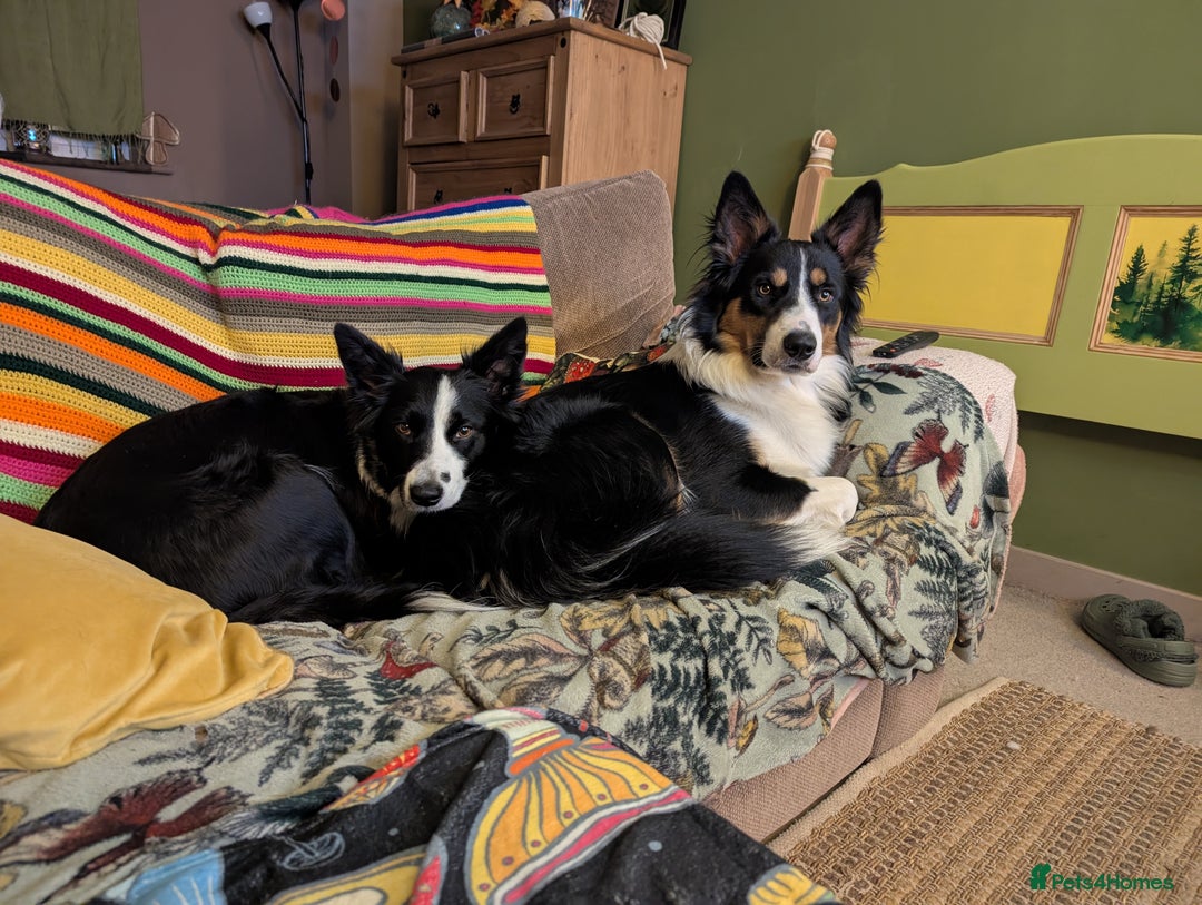 Mixed Breed dogs for sale: Beautiful Border collies/kelpie puppies - Image 9
