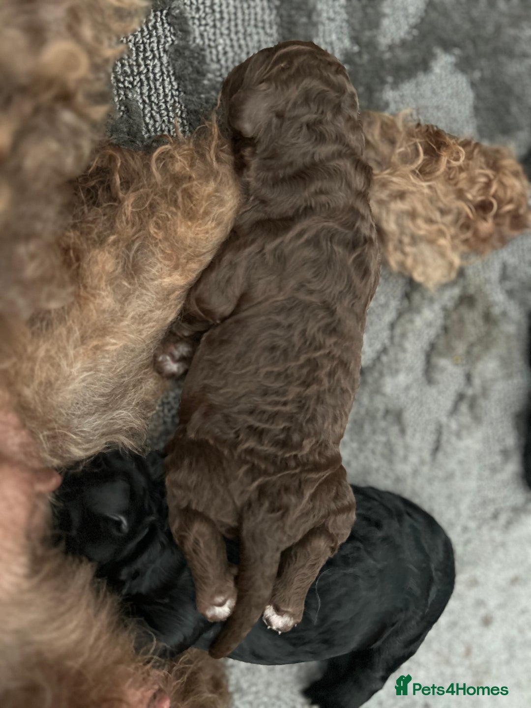 Bernedoodle dogs for sale: Bernedoodle x Labradoodle  - Image 26