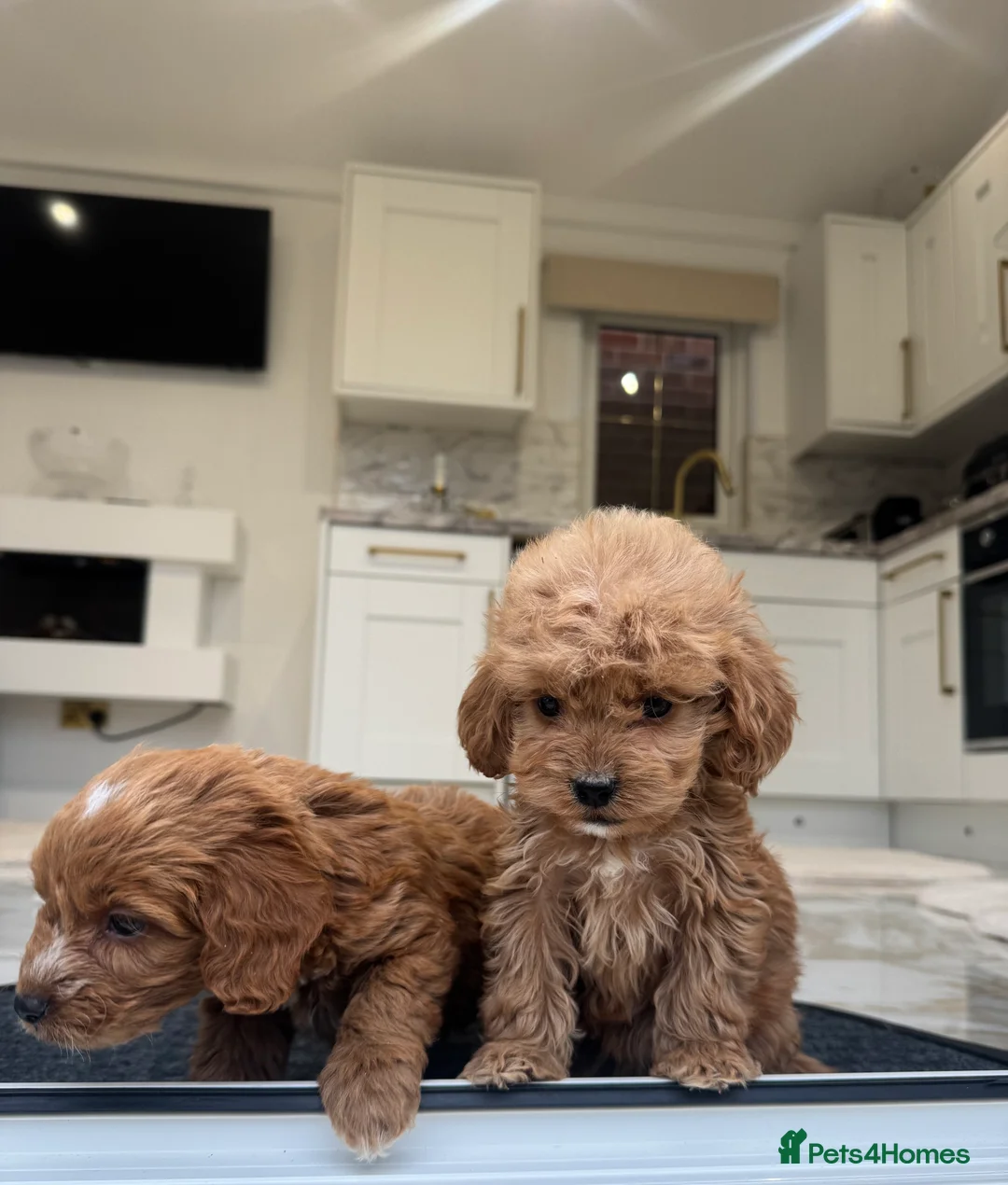 Cockapoo dogs for sale: F1 COCKAPOOS pra clear (council lincesed) - Advert 23