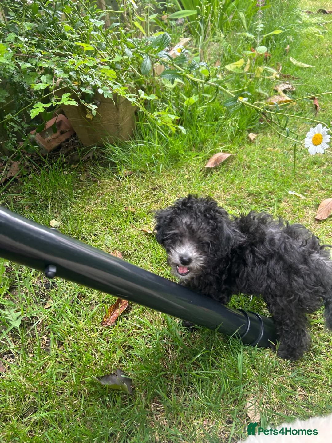 Poodle dogs for sale: Silver poodle puppy  - Advert 6