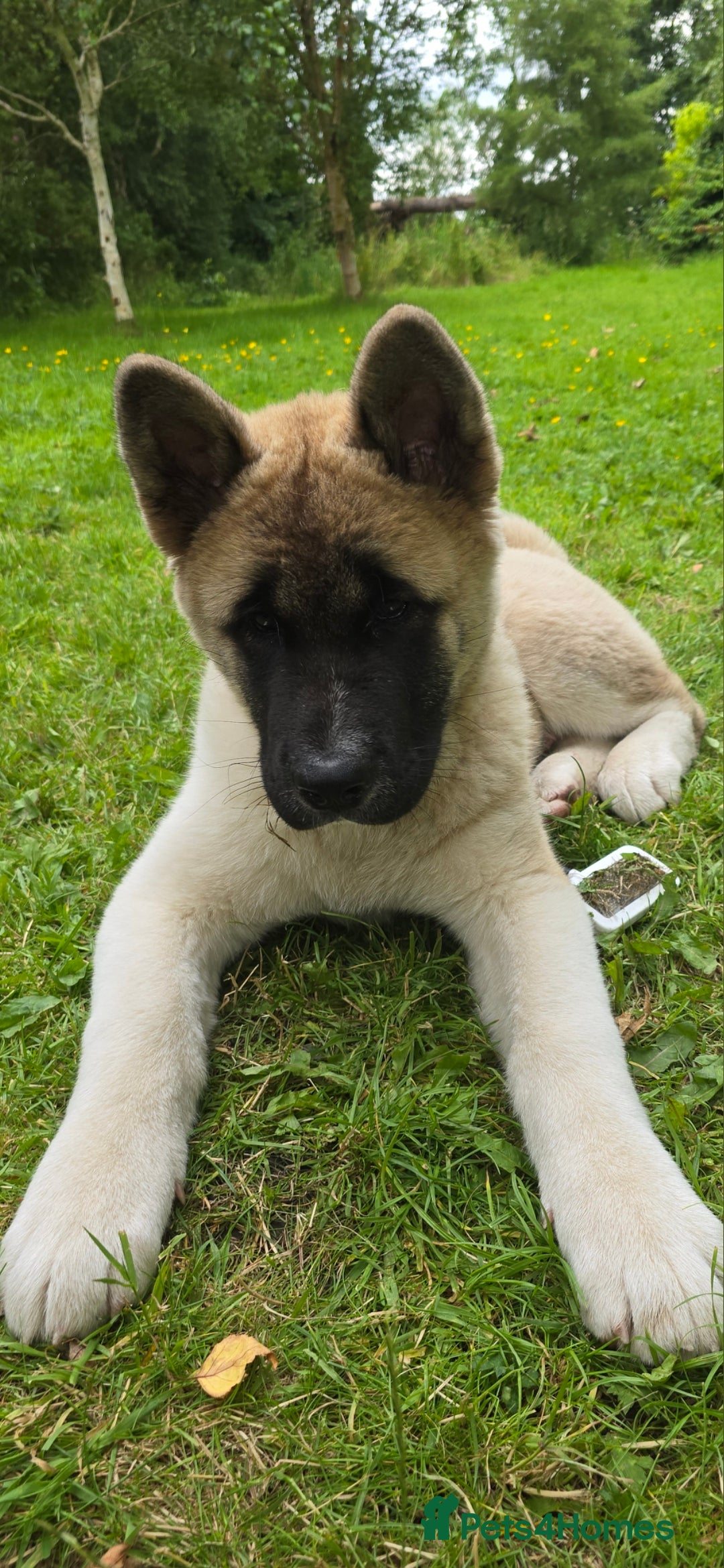 Akita dogs for sale: Gorgeous American Akita Pups for Sale - Advert 25