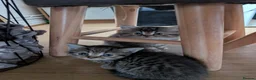 British Shorthair cats for sale: British short hair  - Advert 3