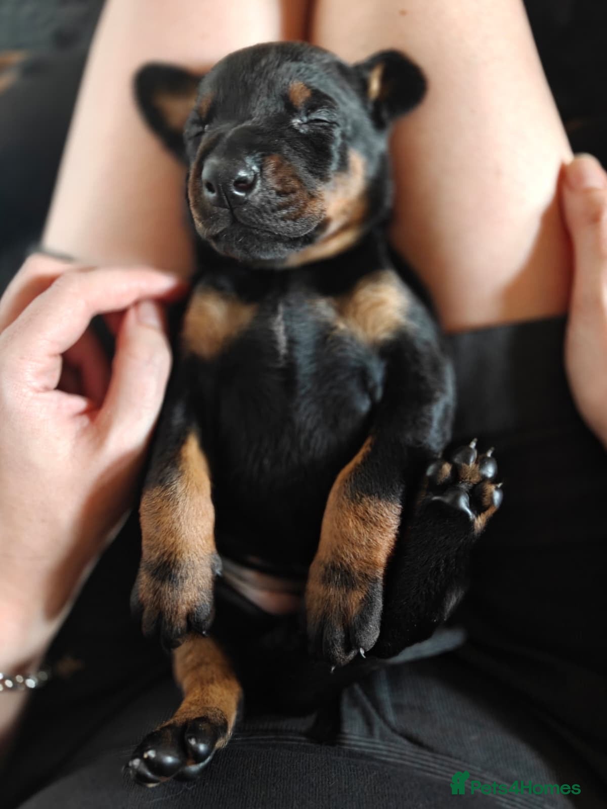 Dobermann dogs Doberman Puppies from Health Tested Parents - Advert 4