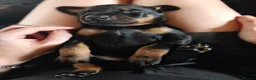 Dobermann dogs for sale: KC reg Dobie Pups | Two girls available - Advert 11