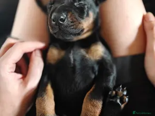 Dobermann dogs Doberman Puppies from Health Tested Parents - Advert 4