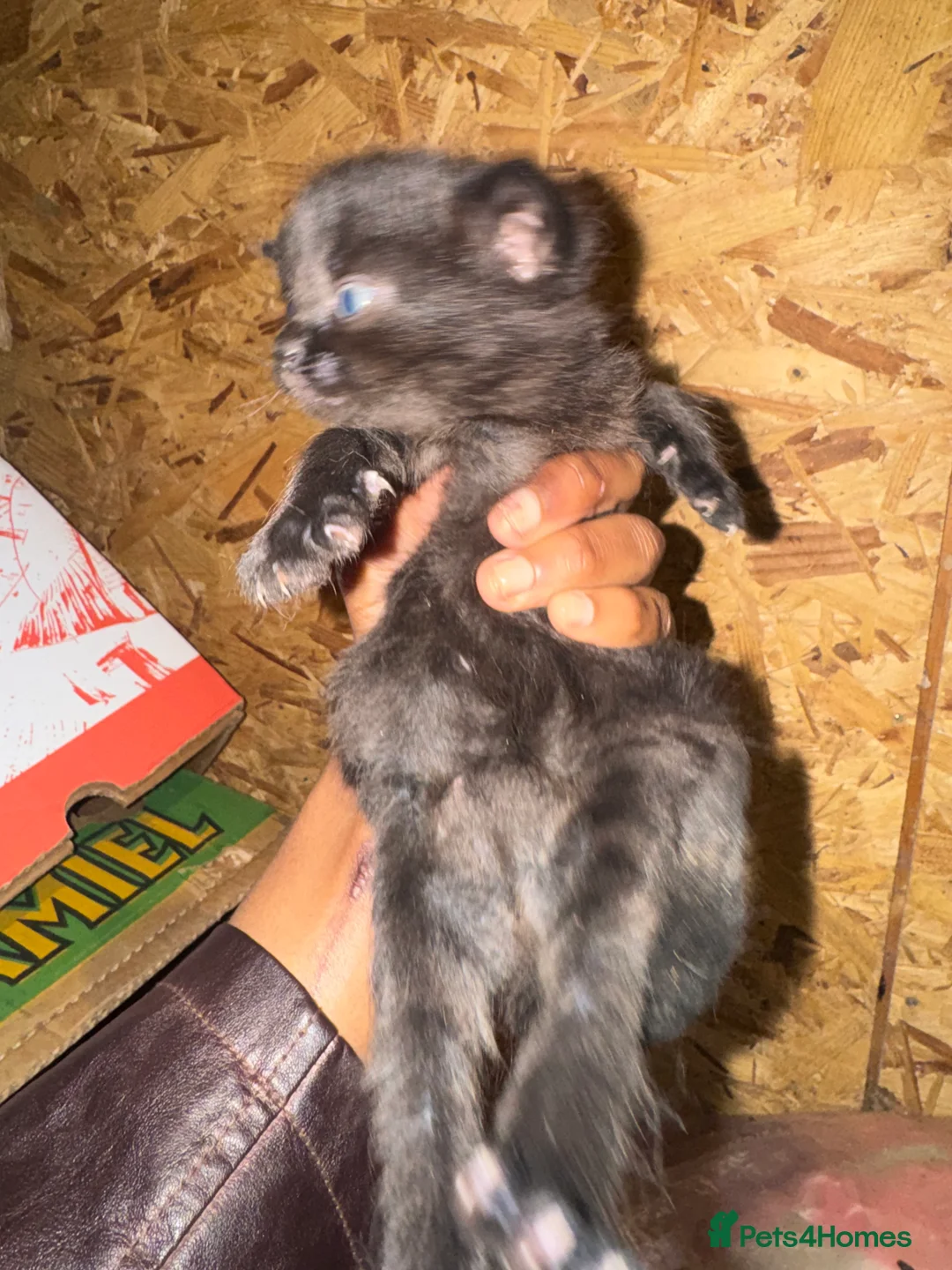 Domestic Shorthair cats for sale: Beautiful Black and White Kittens. in Guildford - Advert 15