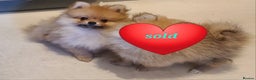 Pomeranian dogs for sale: Pomeranian puppies ready now 1 male left! - Advert 1