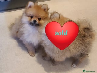 Pomeranian dogs Pomeranian puppies ready now 1 male left! - Advert 11