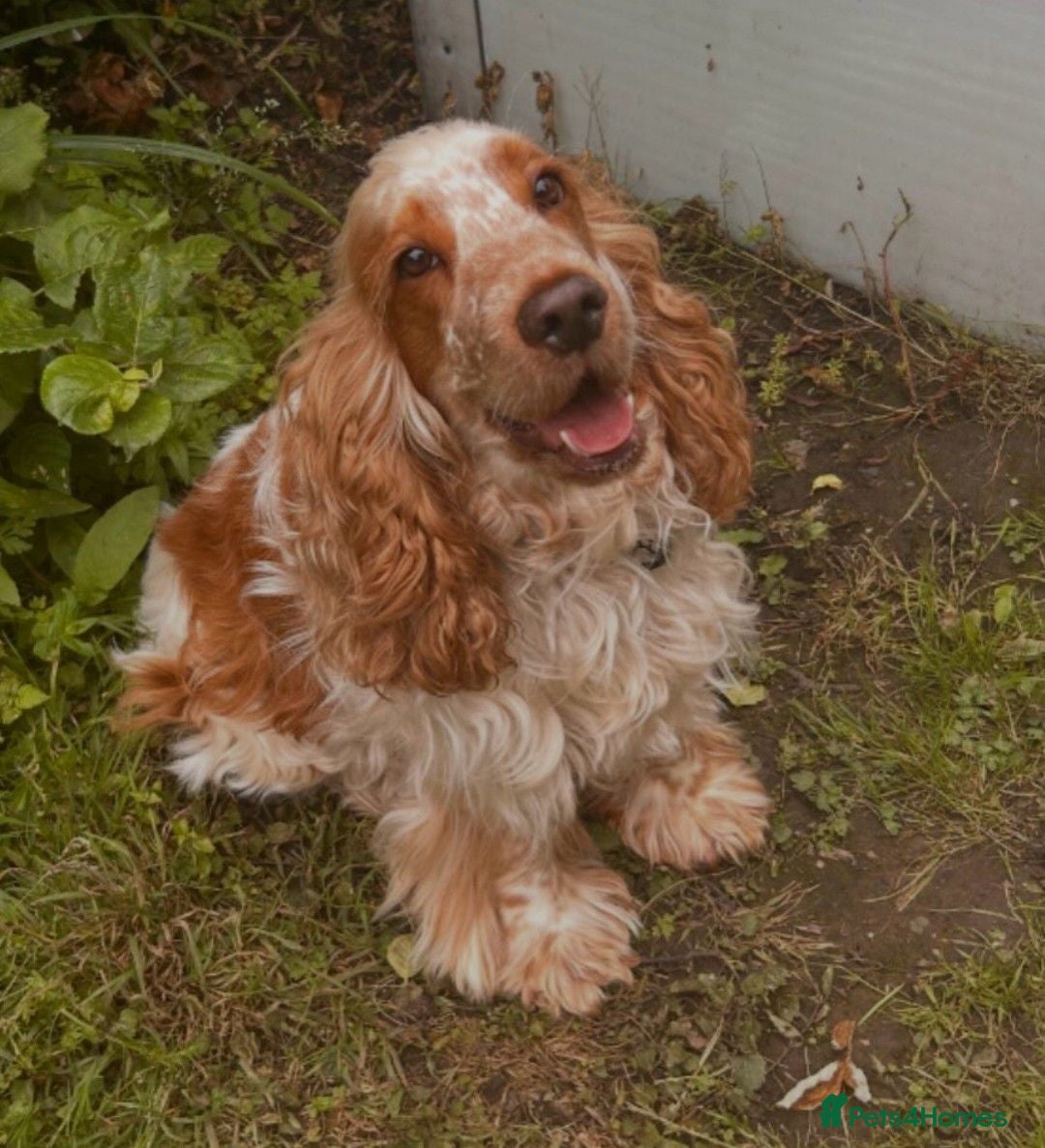 Cocker Spaniel dogs KC Show Cocker Spaniel Pups Health Tested Parents - Advert 2