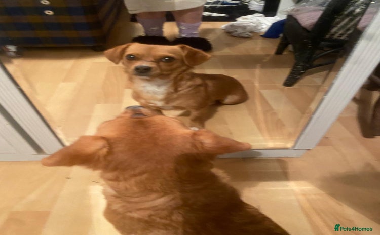 Mixed Breed dogs - Advert 2