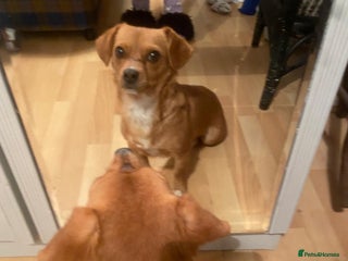 Mixed Breed dogs - Advert 1