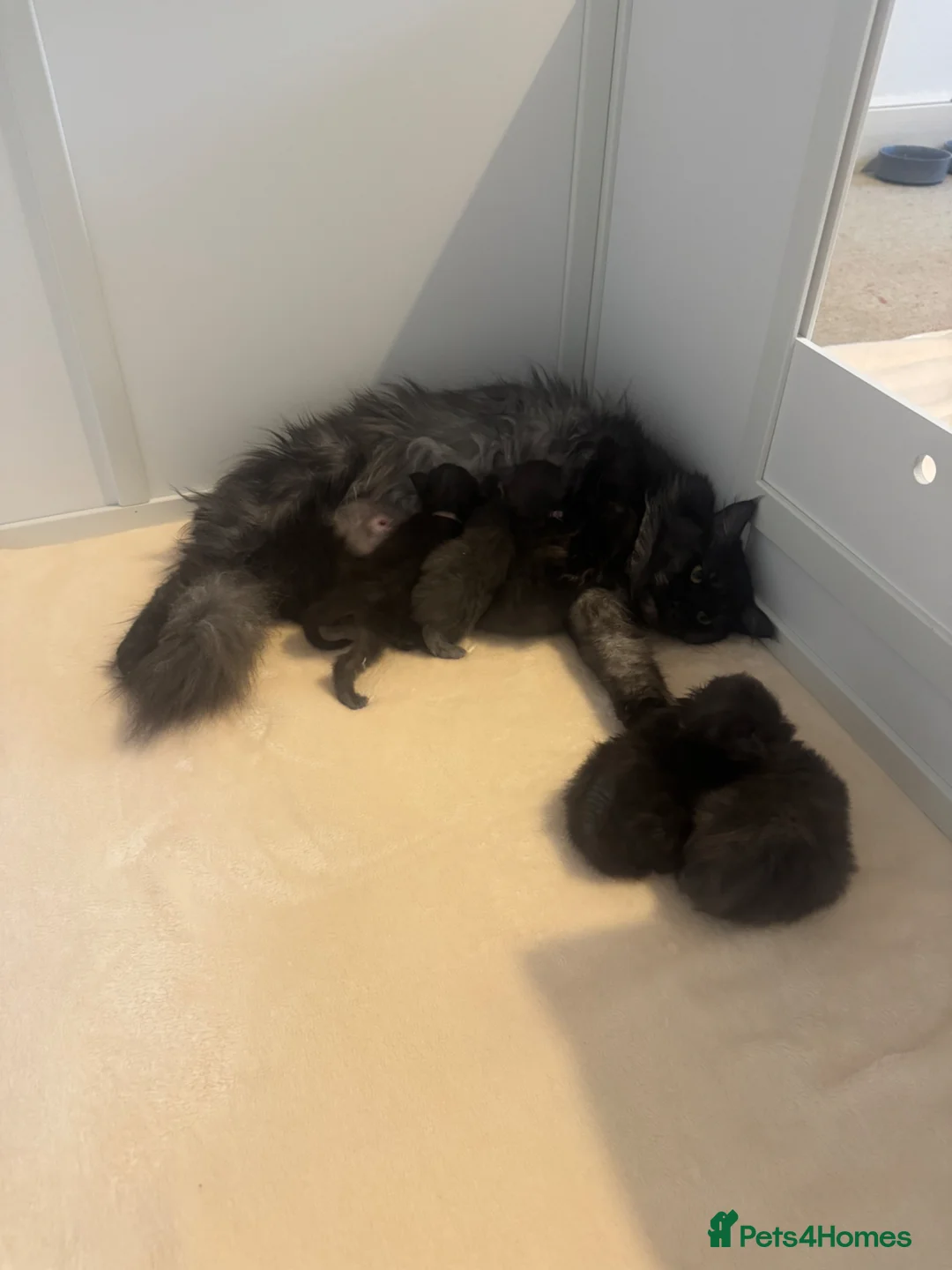 Maine Coon cats for sale: TICA Registered Black Smoke Maine Coons✨ - Advert 11
