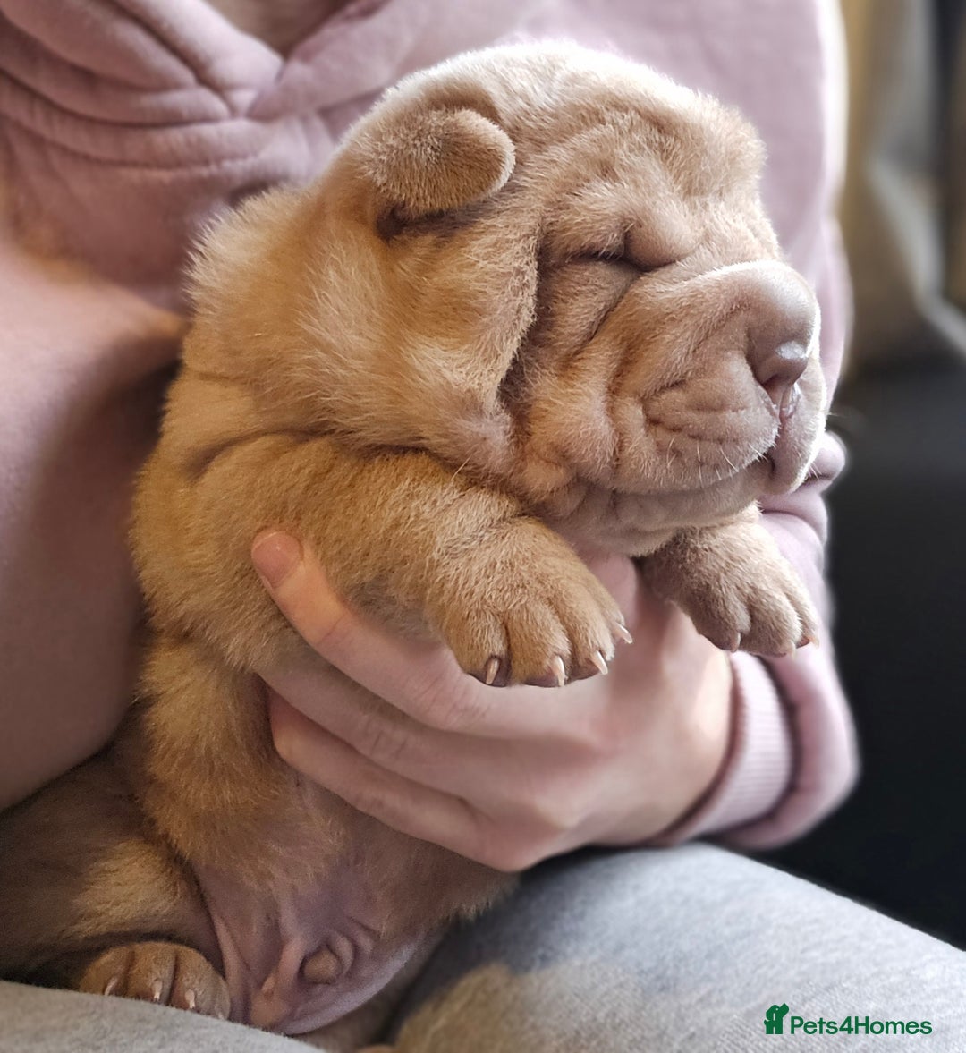 Shar Pei dogs for sale: Beautiful litter of Shar Pei puppies!  - Advert 18