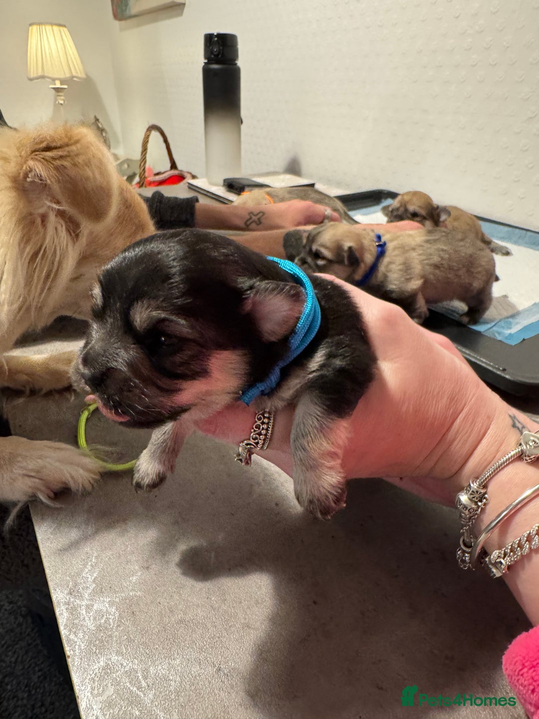 Chiweenie dogs for sale: 5 Beautiful Chiweenie Puppies - Image 10