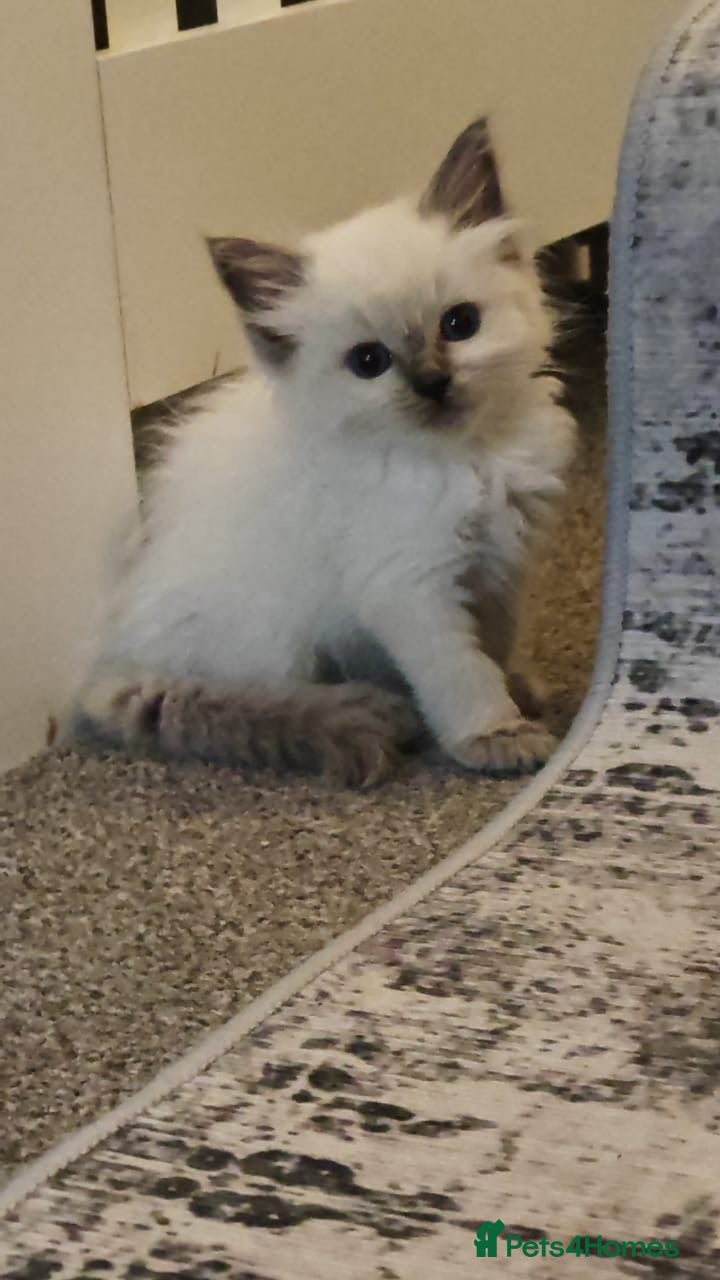 Ragdoll cats Miss Alex - Advert 1