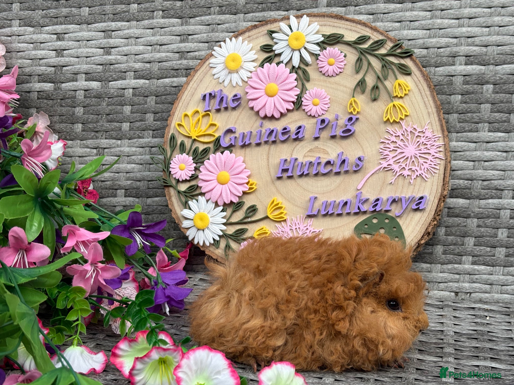 Guinea Pig rodents Pure bred Lunkarya babies  - Advert 2