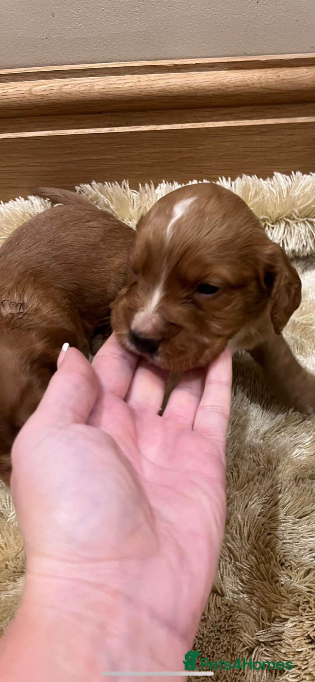 Cocker Spaniel dogs for sale: Pure bred, Cocker spaniels - Image 21