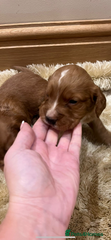 Cocker Spaniel Puppy 3