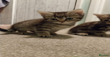 British Shorthair cats - Advert 9