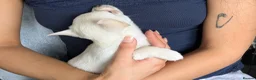 Chihuahua dogs for sale: Superb Longhaired pedigree toy chihuahuas - Advert 30