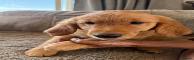 Golden Retriever 3