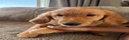 Golden Retriever dogs for sale: Ready for their new homes - Advert 8