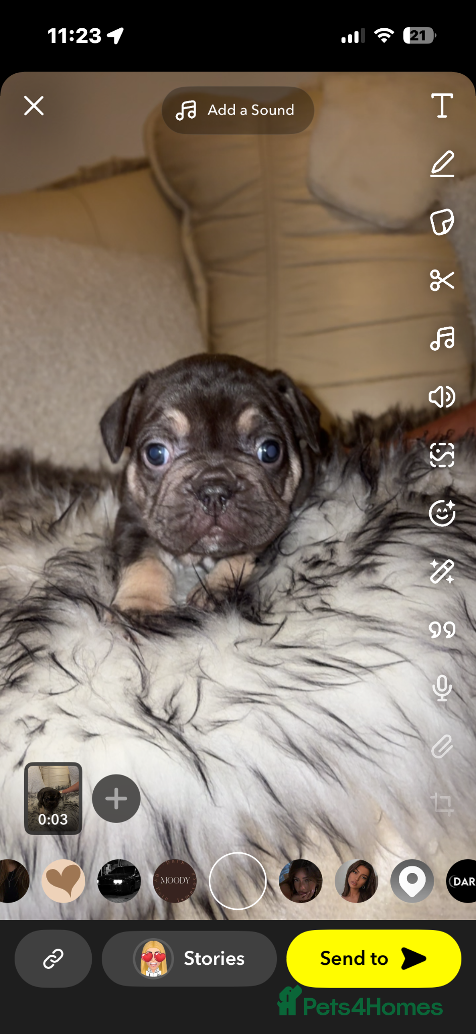 French Bulldog dogs Stunning French bulldogs  - Advert 9