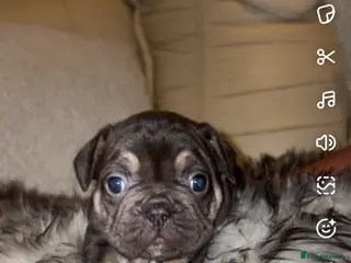 French Bulldog dogs Stunning French bulldogs - Advert 9