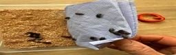 Beetles invertebrates for sale: Darkling beetles 15 breeding pairs ready in Nottingham - Advert 1