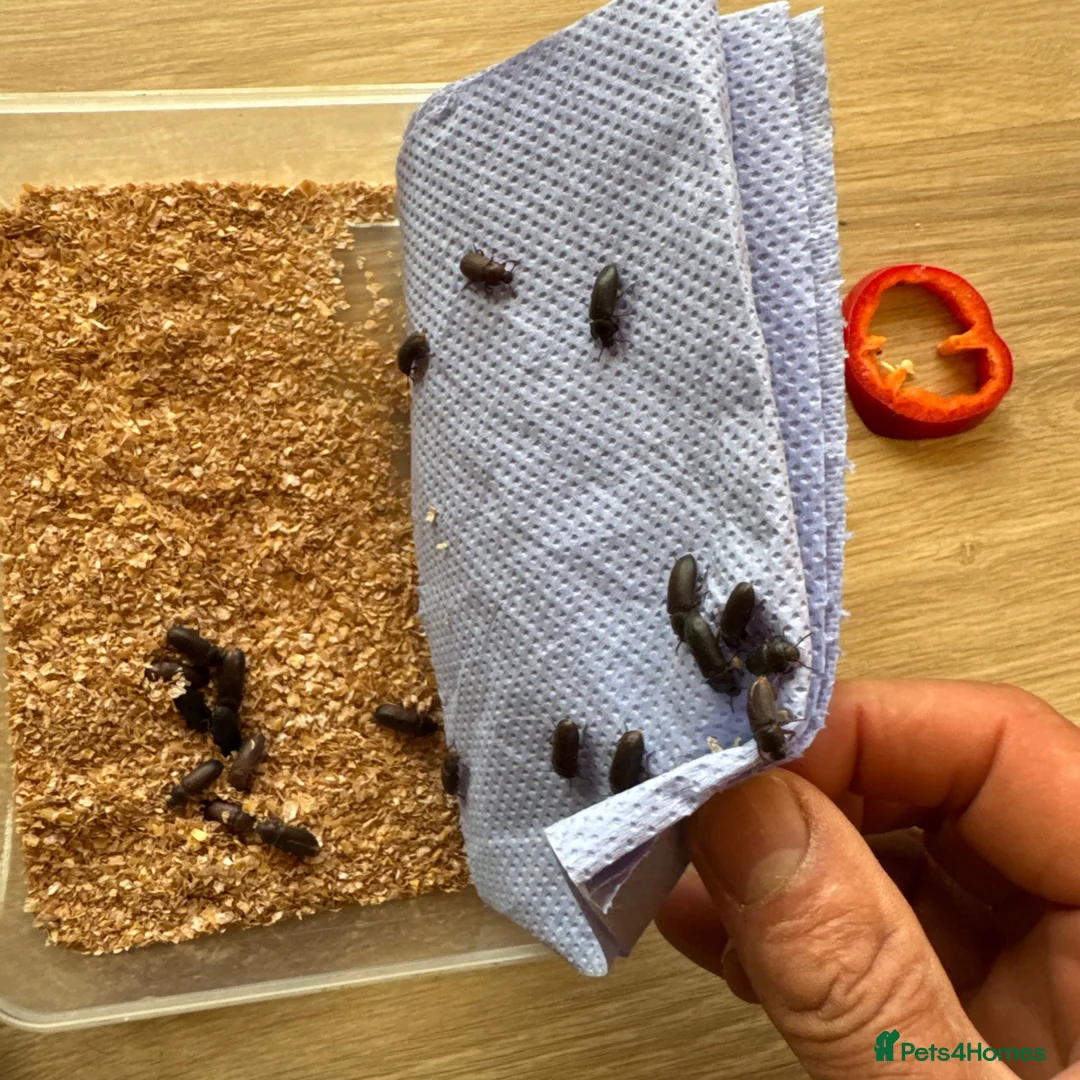 Beetles invertebrates for sale: Darkling beetles 15 breeding pairs ready in Nottingham - Advert 1