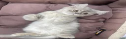 Persian cats for sale: Beautiful Blue Persian Girl 💕🐾💙 - Advert 7