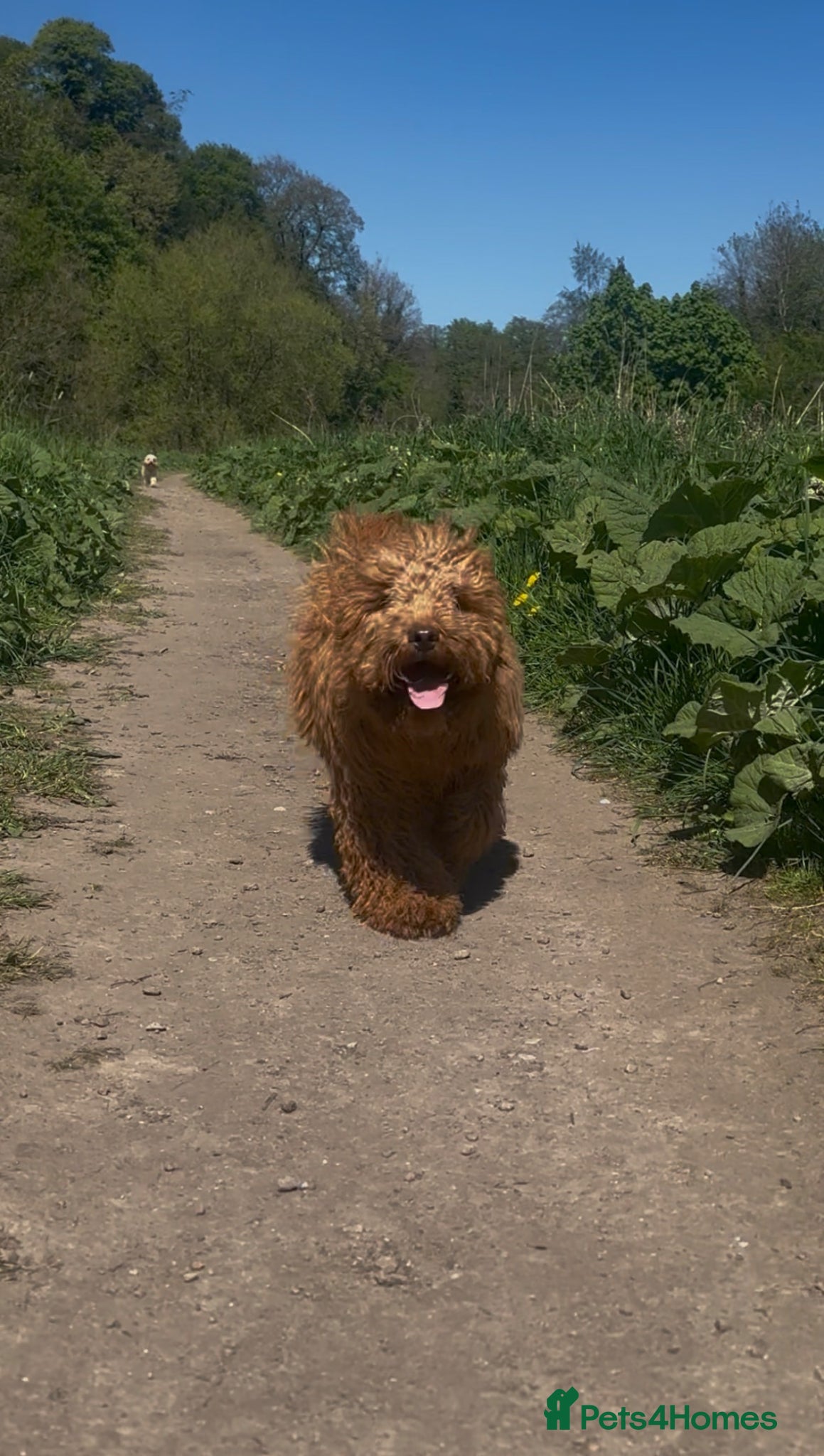 Cavapoo dogs for sale: Ozzy f1 cavapoo *reserved currently  - Advert 7