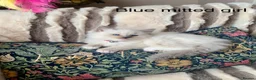 Ragdoll cats for sale: Beautiful mitted GCCF champion girls and boys  - Advert 9