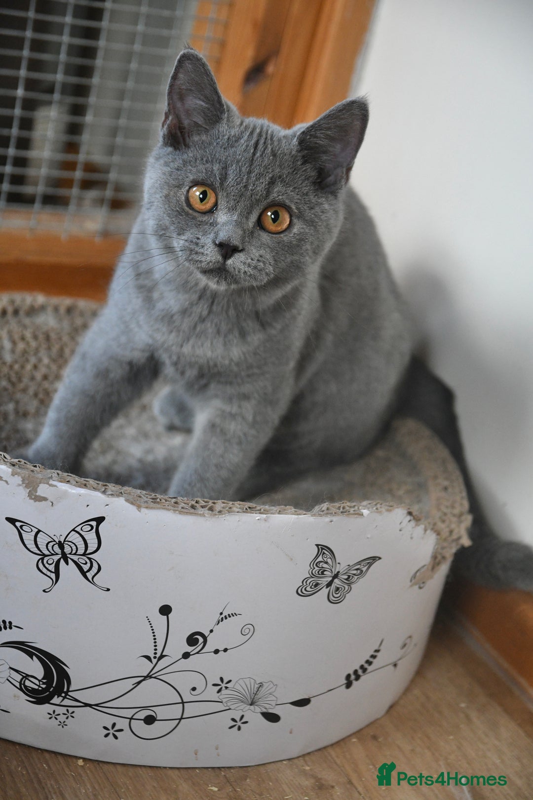 British Shorthair cats for sale: GCCF British Shorthairs Ready now  - Image 4