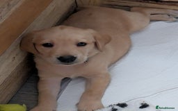 Labrador Retriever dogs for sale: Beautiful Labrador puppy's  - Image 7