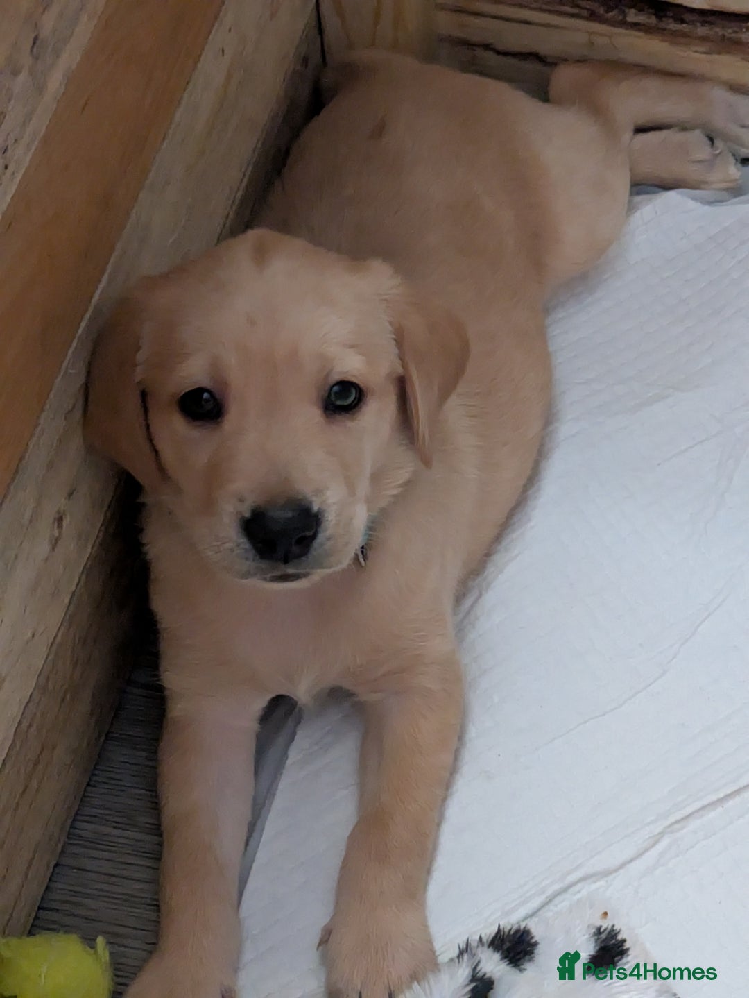 Labrador Retriever dogs for sale: Beautiful Labrador puppy's  - Image 7