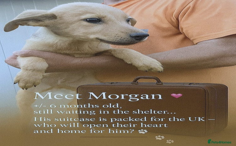 Mixed Breed dogs - Advert 3