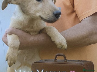 Mixed Breed dogs - Advert 34