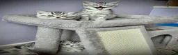British Shorthair cats for sale: GCCF Registered British Shorthair Kittens in Spennymoor - Advert 6